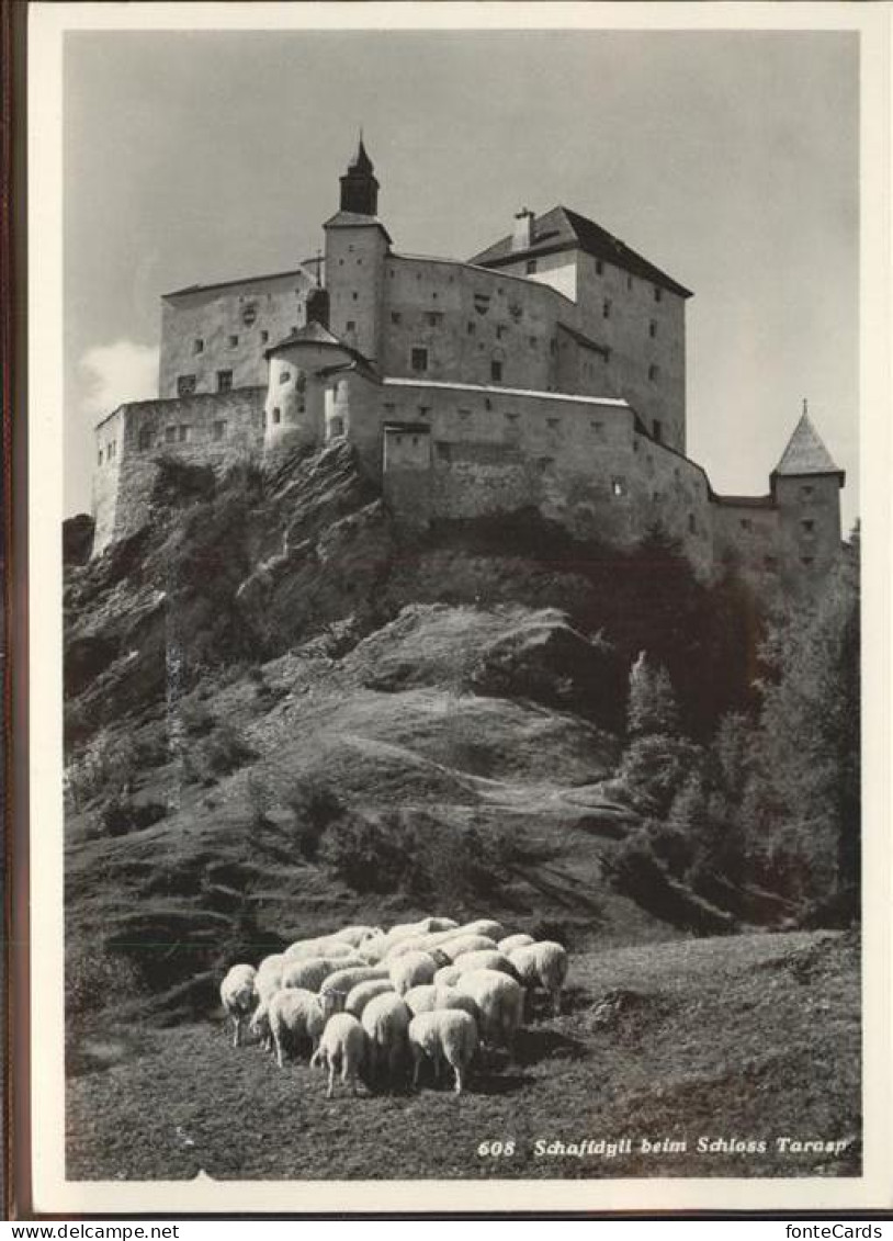 11318317 Tarasp Schloss Schafe Tarasp - Sonstige & Ohne Zuordnung