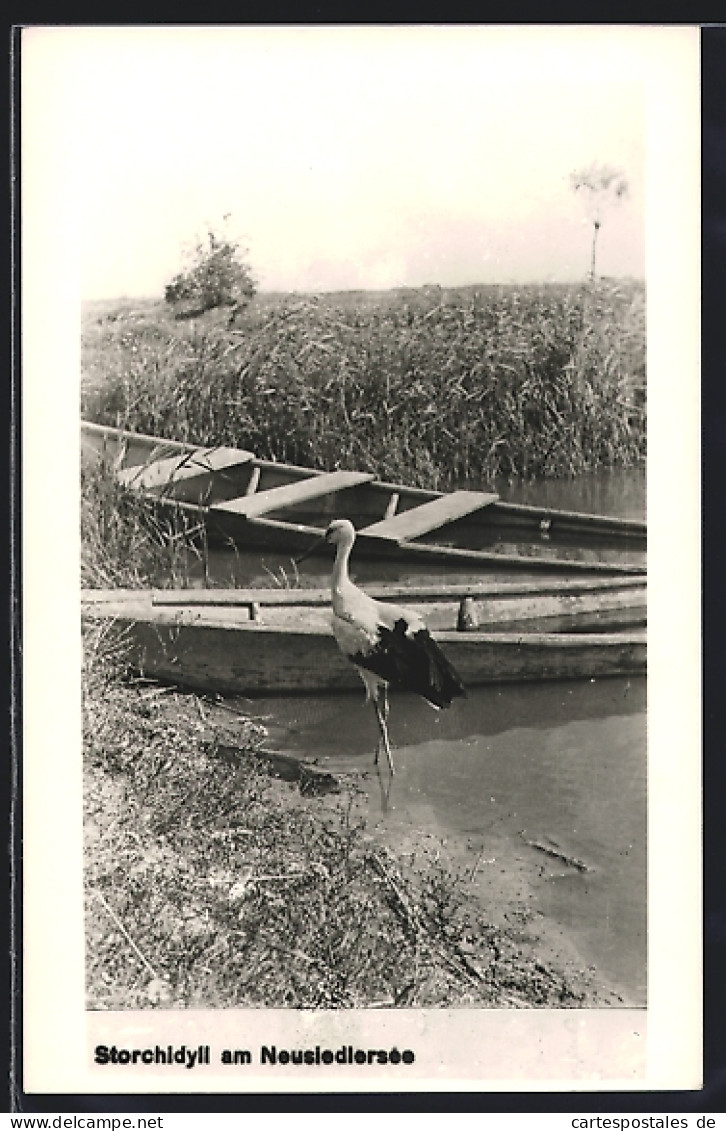 AK Neusiedl Am See, Storchidyll Am Neusiedlersee  - Altri & Non Classificati