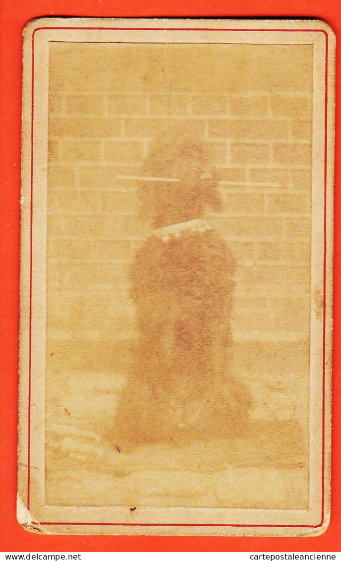 31181 / Photo CDV ● SAVATTE Notre Bonne CANICHE Chienne Faisant La Belle Baguette Gueule 1880s ● Photographie XIXem - Old (before 1900)