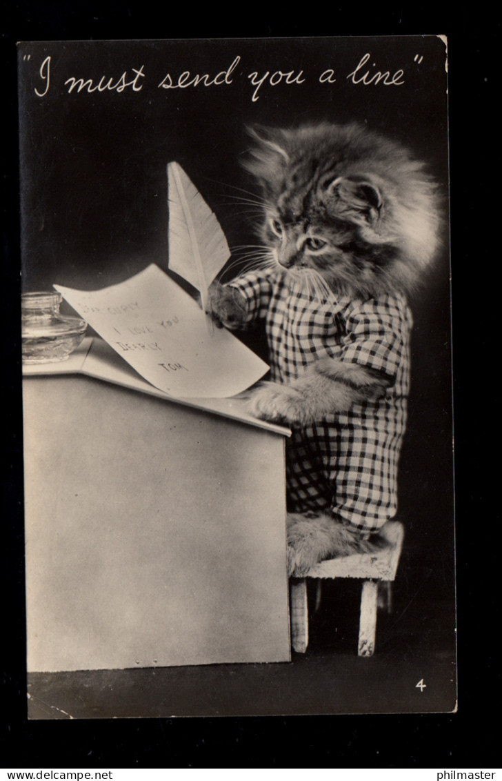 Foto-AK Vermenschlichte Tiere: Stehende Katze Beim Briefeschreiben, 1955 - Katzen