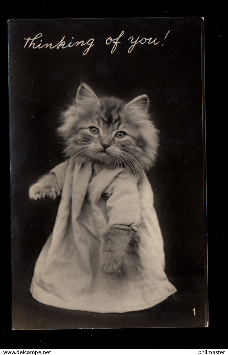 Foto-AK Vermenschlichte Tiere: Stehende Katze Mit Kleid, Bournemouth Poole 1955 - Gatos