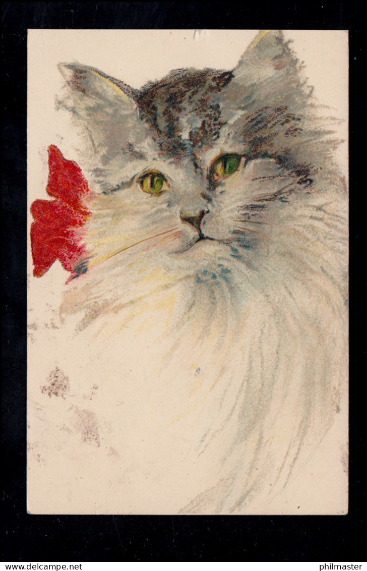 Tiere-AK Katzenportait, NÜRNBERG 5.12.1910 - Katzen