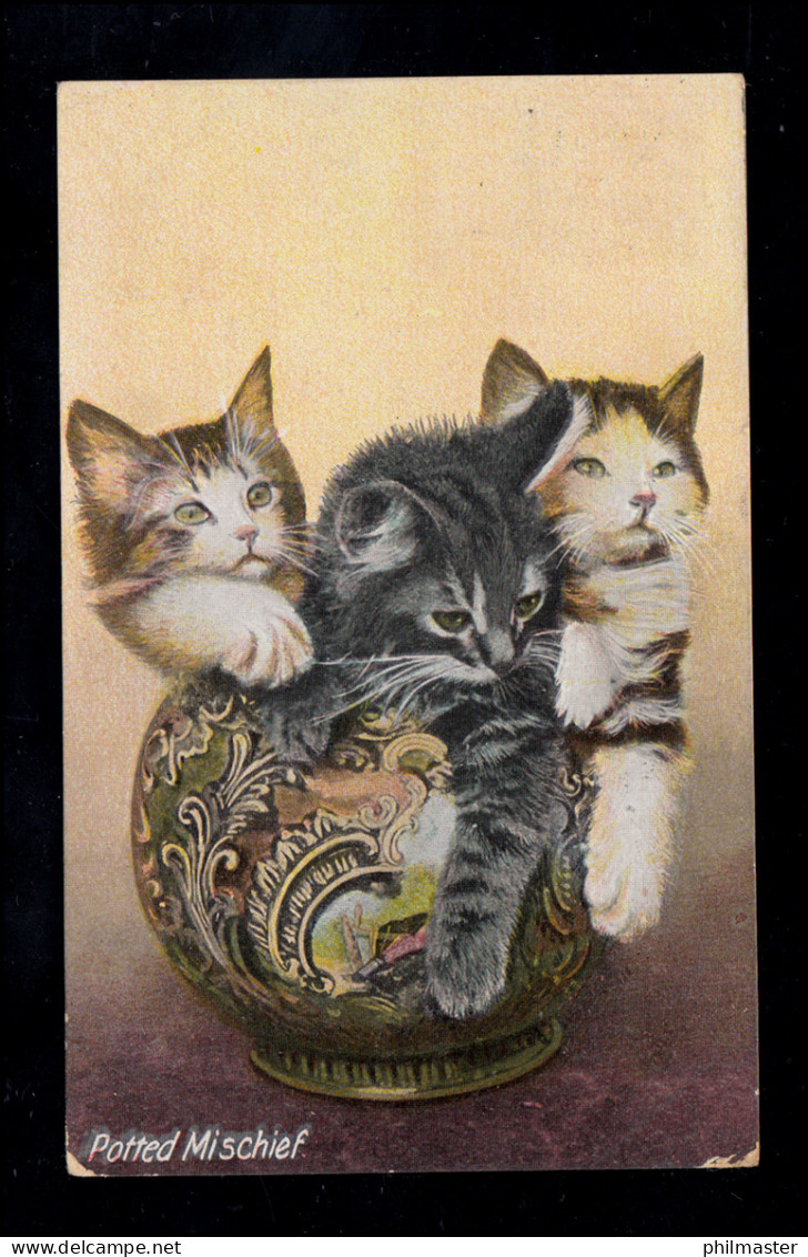 England Tiere-AK Potted Mischief - Katzen-Kinder In Einer Vase, LONDON 28.5.12 - Katten