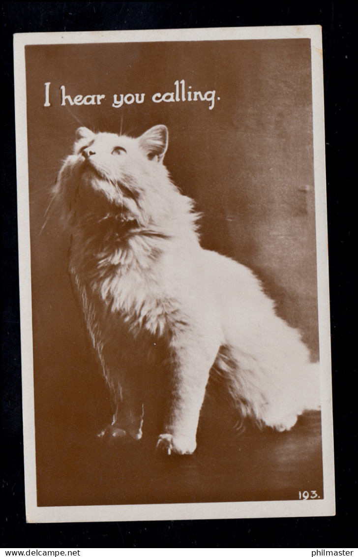England Tiere-AK Katzenraktion - Ich Hör Dein Rufen! REMSGATE 9.4.1936 - Katten