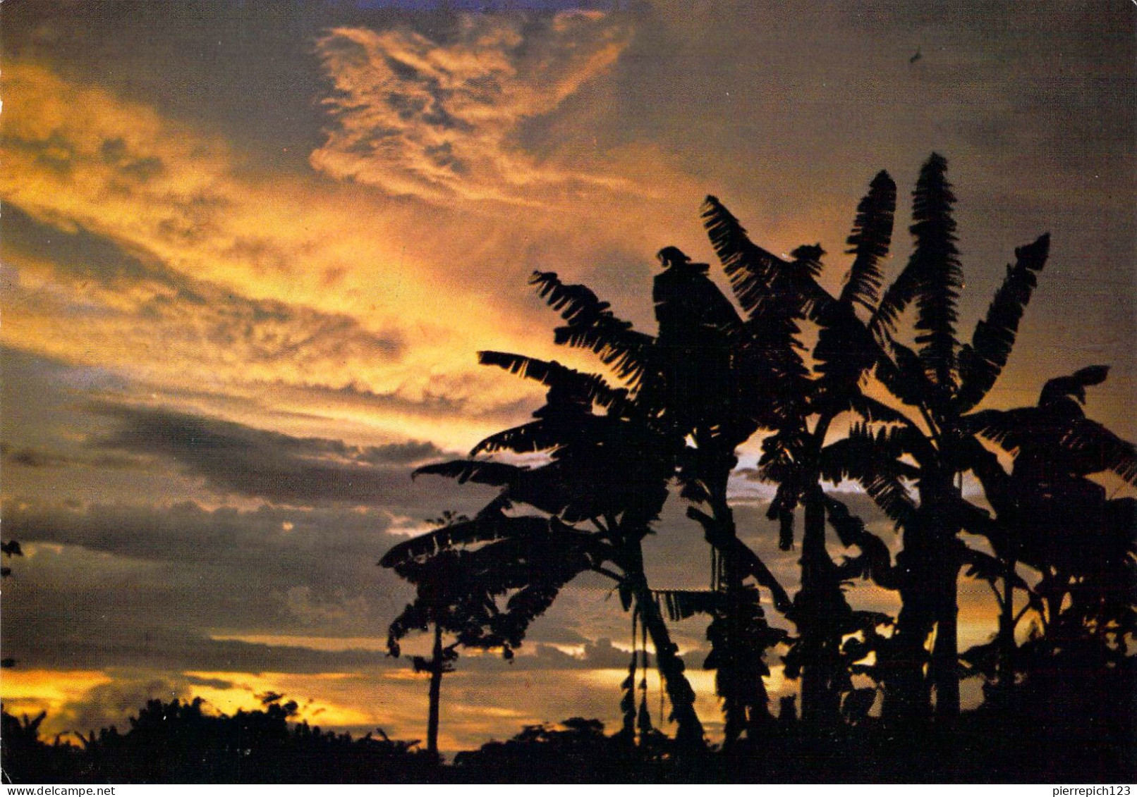 Gabon - Coucher De Soleil Dans Les Bananiers - Gabón