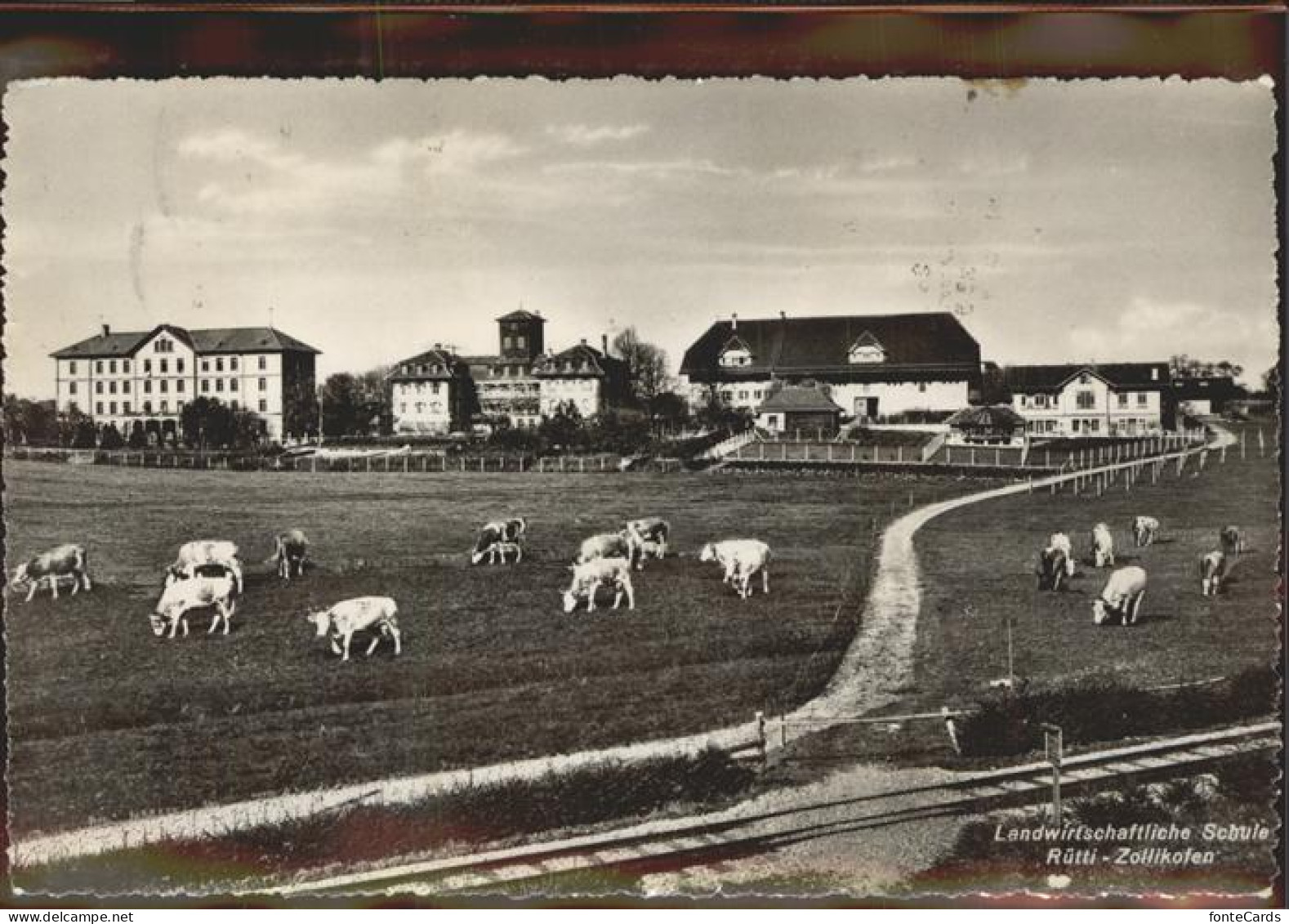 11308765 Zollikofen Landwirtschaftliche Schule Kuehe Zollikofen - Autres & Non Classés