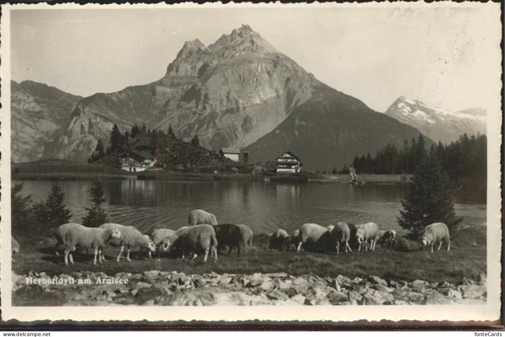 11308671 Altdorf__UR Arnisee Schafe - Sonstige & Ohne Zuordnung