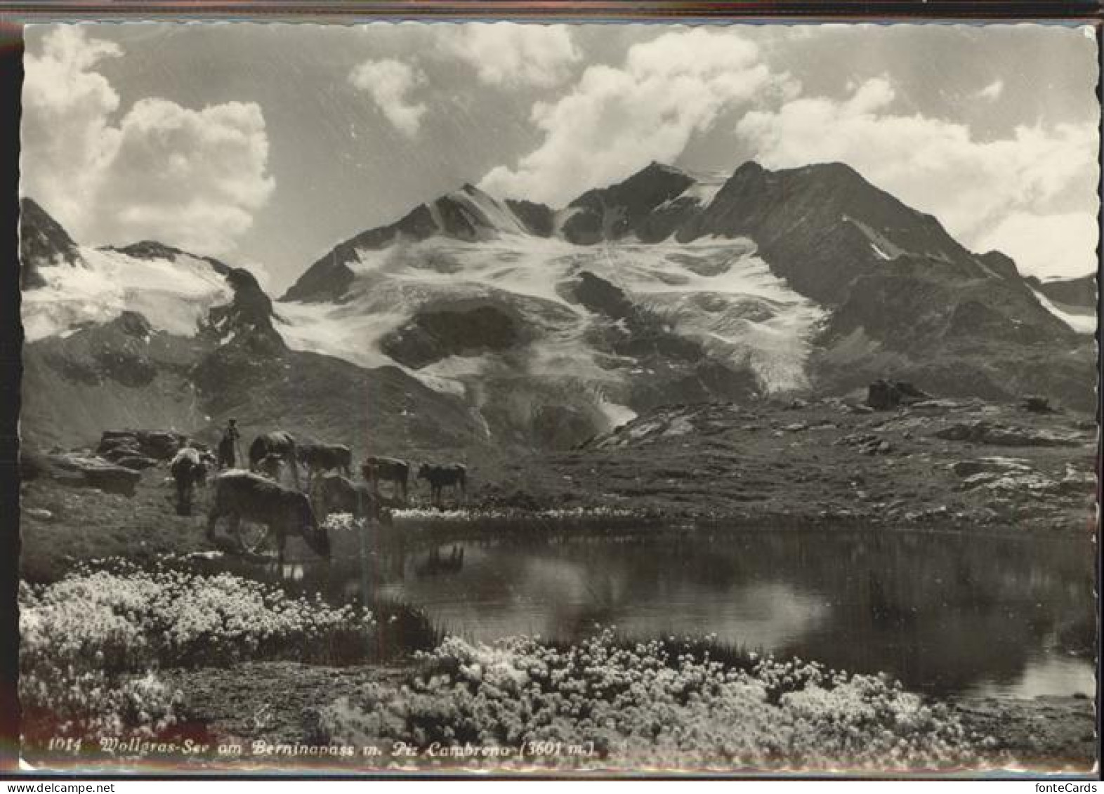 11308533 Piz Cambrena Wollgras-See Berninapass Piz Cambrena - Sonstige & Ohne Zuordnung