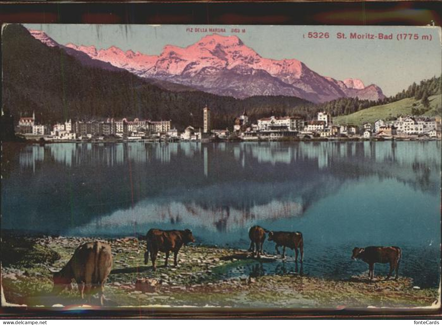 11306419 St Moritz GR St Moritzersee Kuehe Piz Della Margna Graubuenden St. Mori - Sonstige & Ohne Zuordnung