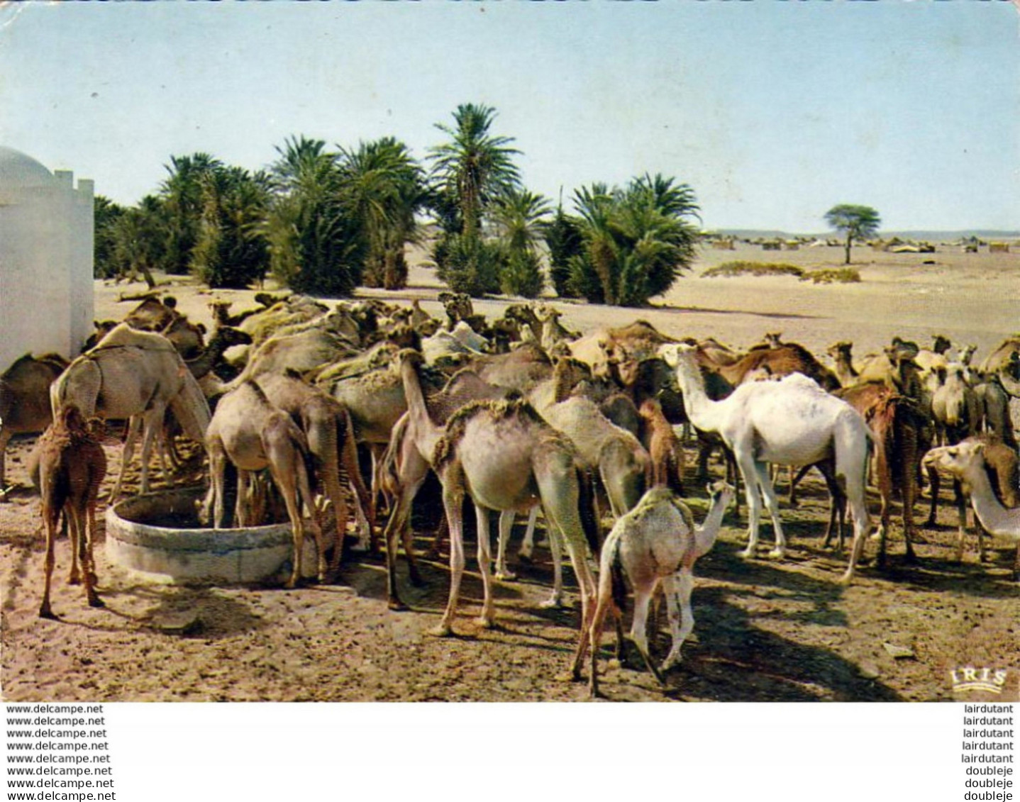 MAROC  SCENES ET TYPES  L' Arrivée Au Puits Des Méharas  ..... - Autres & Non Classés