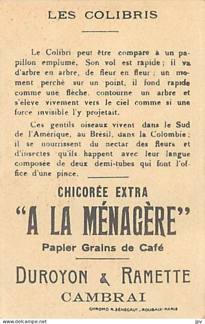 A LA MENAGERE. CAMBRAI. CHROMO CHICOREE. LES COLIBRIS. - Thé & Café