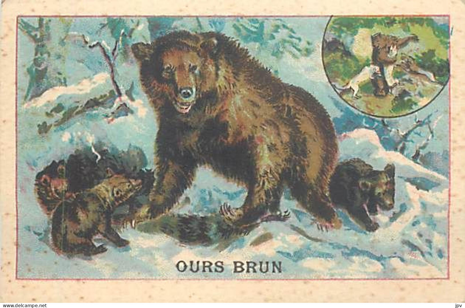 A LA MENAGERE. CAMBRAI. CHROMO CHICOREE. L'OURS BRUN. - Tea & Coffee Manufacturers