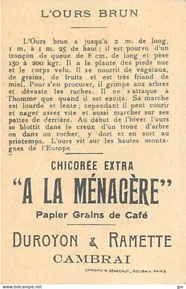 A LA MENAGERE. CAMBRAI. CHROMO CHICOREE. L'OURS BRUN. - Tea & Coffee Manufacturers