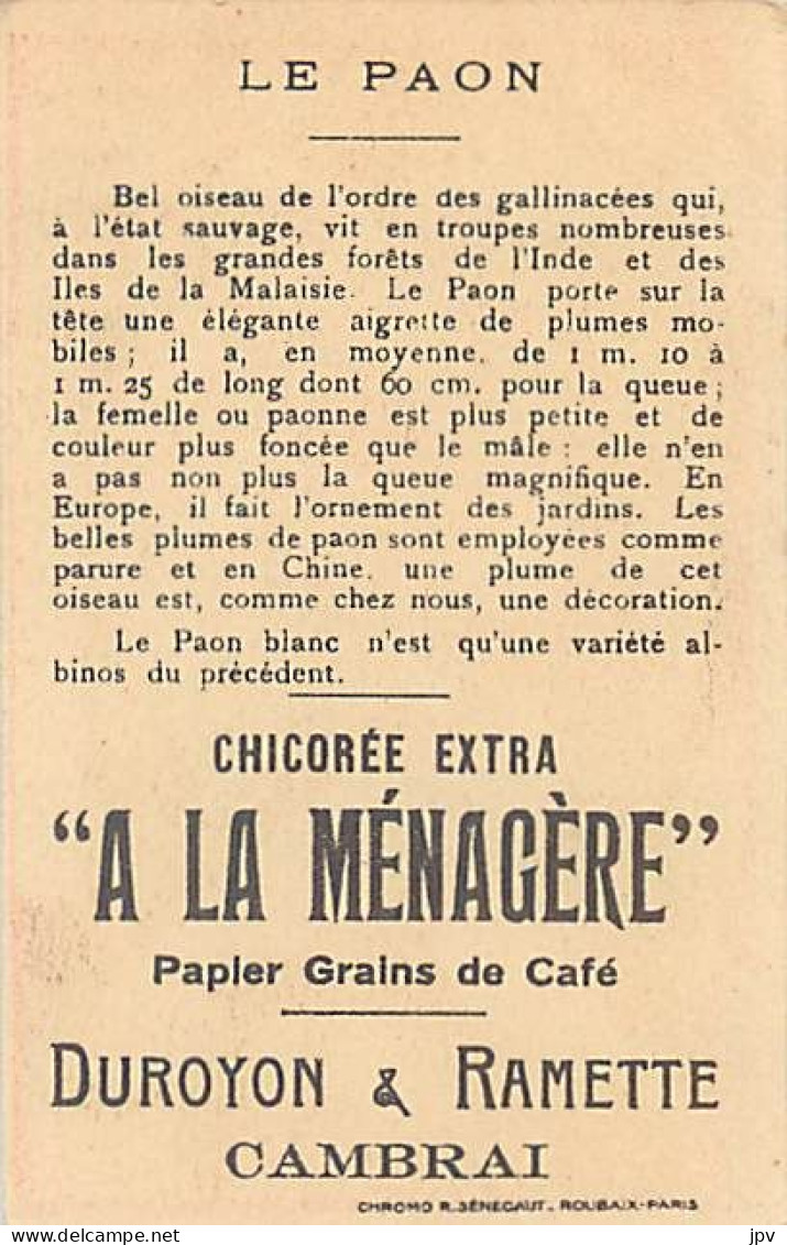 A LA MENAGERE. CAMBRAI. CHROMO CHICOREE. LE PAON. - Tee & Kaffee