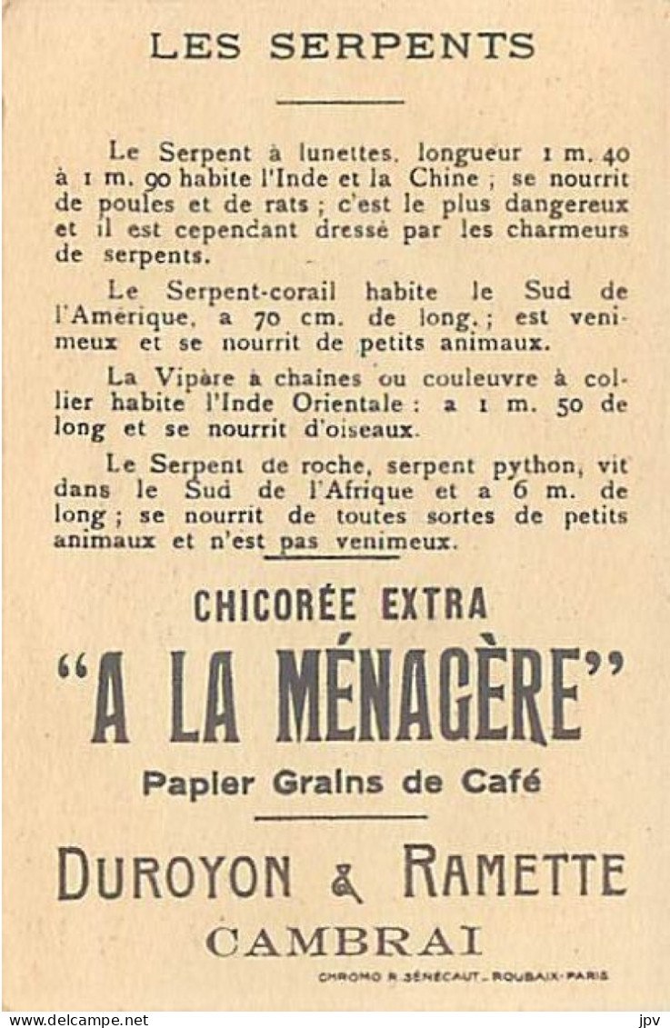 A LA MENAGERE. CAMBRAI. CHROMO CHICOREE. LES SERPENTS A LUNETTES, DES ROCHERS, COULEUVRE, ETC... - Tea & Coffee Manufacturers