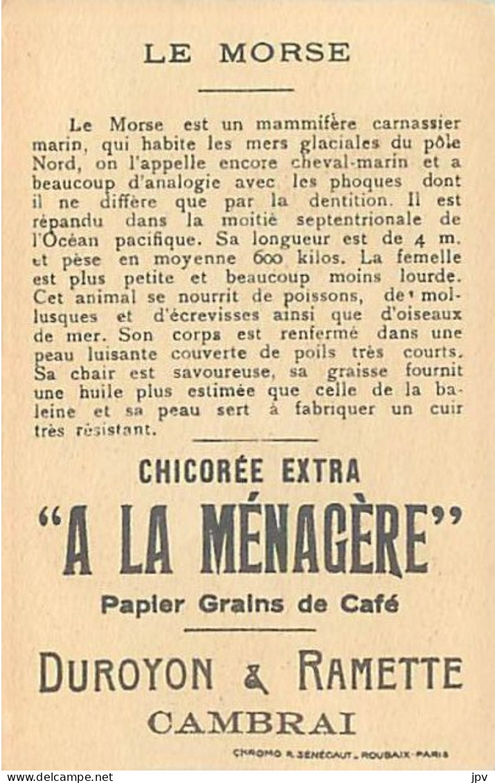 A LA MENAGERE. CAMBRAI. CHROMO CHICOREE. LE MORSE. - Tea & Coffee Manufacturers