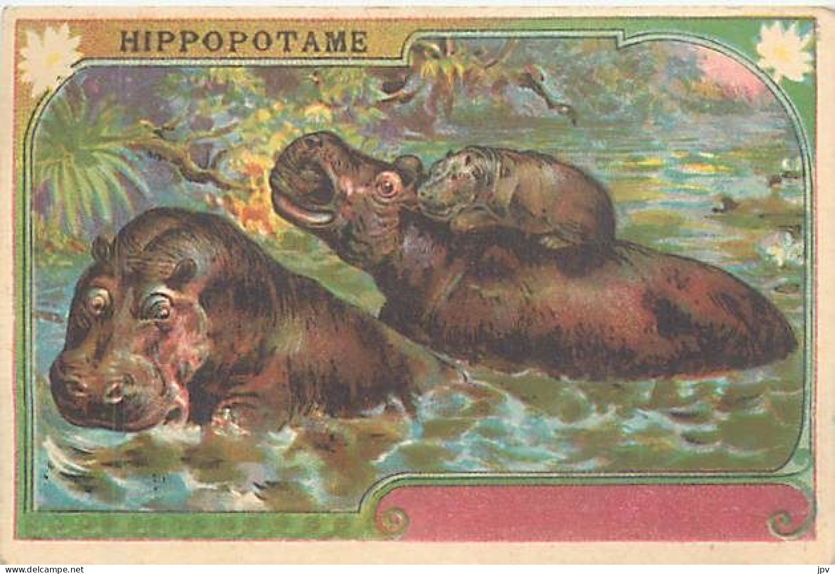 A LA MENAGERE. CAMBRAI. CHROMO CHICOREE. HIPPOPOTAME. - Tee & Kaffee