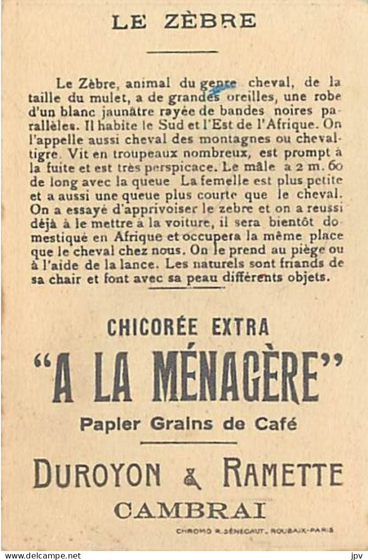 A LA MENAGERE. CAMBRAI. CHROMO CHICOREE. LE ZEBRE. - Tee & Kaffee