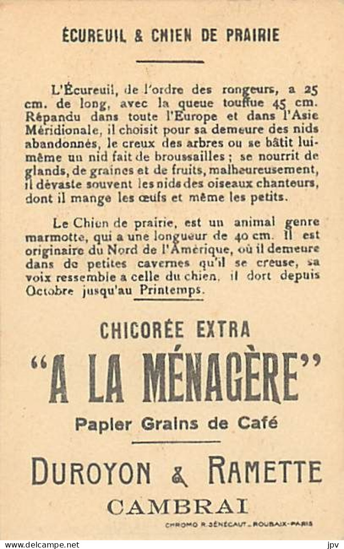 A LA MENAGERE. CAMBRAI. CHROMO CHICOREE. ECUREUIL & CHIEN DES PRAIRIES. - Tea & Coffee Manufacturers