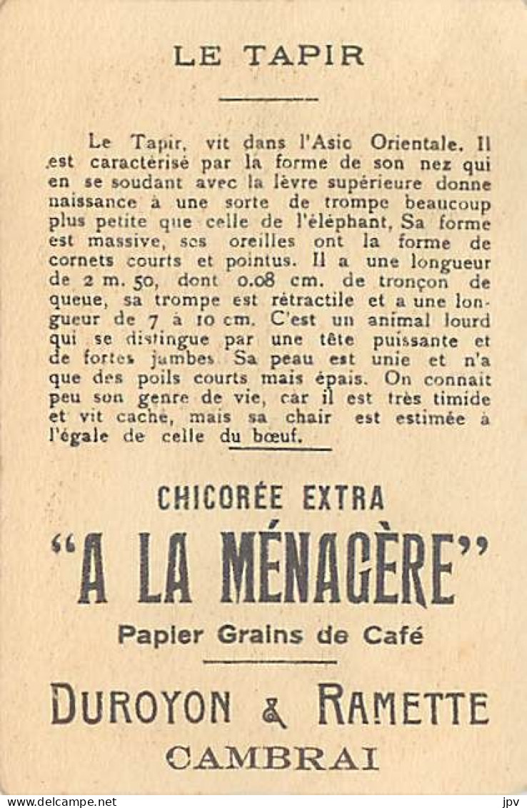 A LA MENAGERE. CAMBRAI. CHROMO CHICOREE. LE TAPIR. - Tee & Kaffee