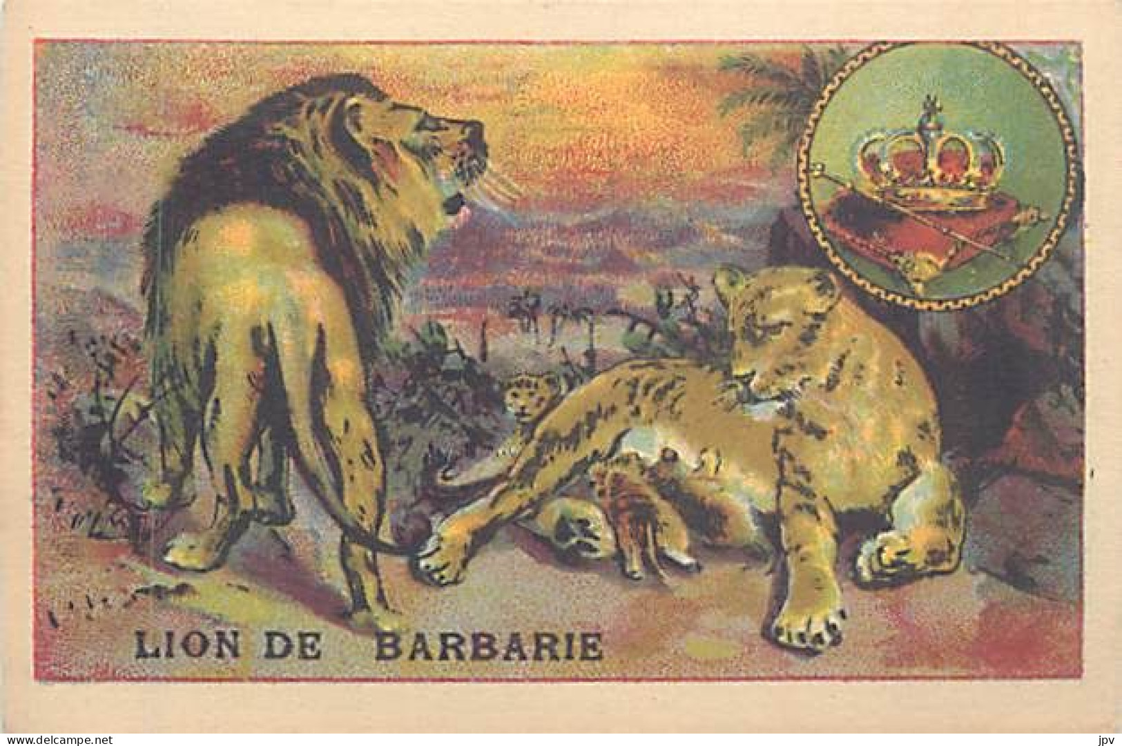 A LA MENAGERE. CAMBRAI. CHROMO CHICOREE. LE LION DE BARBARIE. - Tea & Coffee Manufacturers