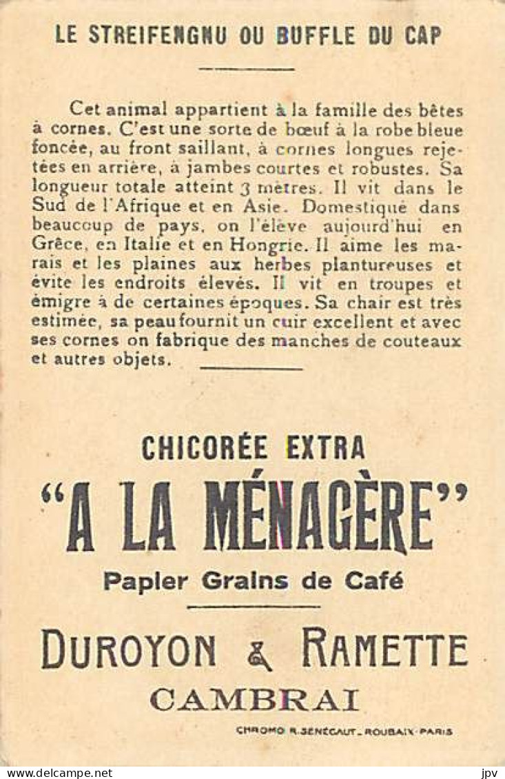 A LA MENAGERE. CAMBRAI. CHROMO CHICOREE. LE STREIFENGNU OU BUFFLE DU CAP. - Tee & Kaffee