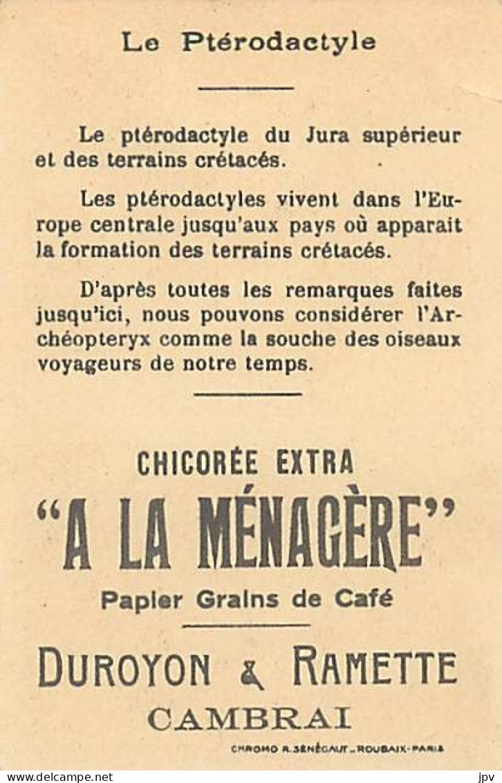 A LA MENAGERE. CAMBRAI. CHROMO CHICOREE. LE PTERODACTYLE. - Tea & Coffee Manufacturers