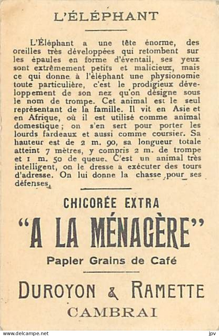A LA MENAGERE. CAMBRAI. CHROMO CHICOREE. L'ELEPHANT. - Tea & Coffee Manufacturers