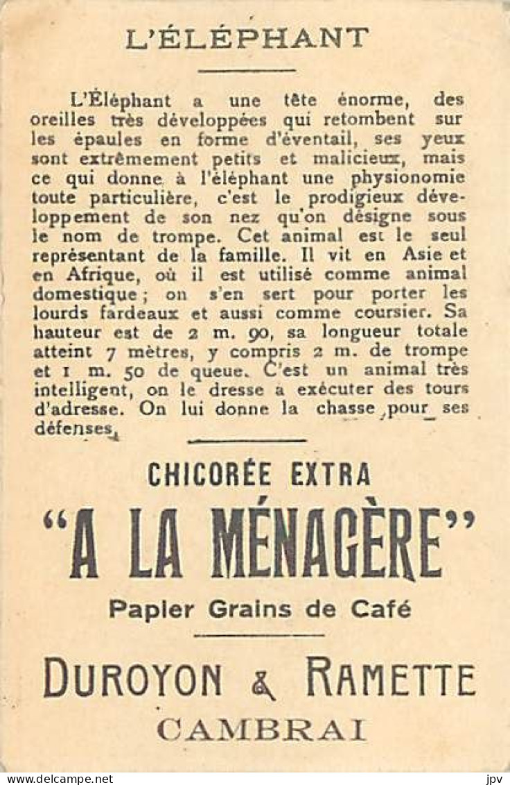 A LA MENAGERE. CAMBRAI. CHROMO CHICOREE. L'ELEPHANT. - Thee & Koffie