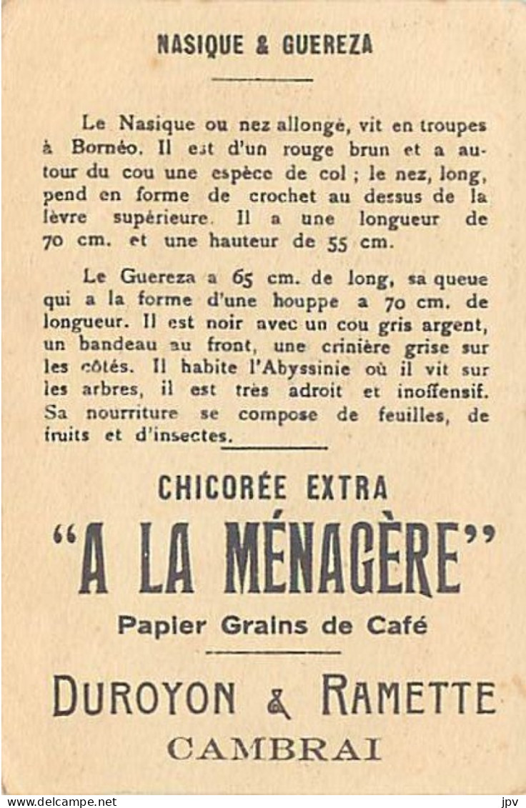 A LA MENAGERE. CAMBRAI. CHROMO CHICOREE. NASIQUE & GUEREZA. - Thé & Café