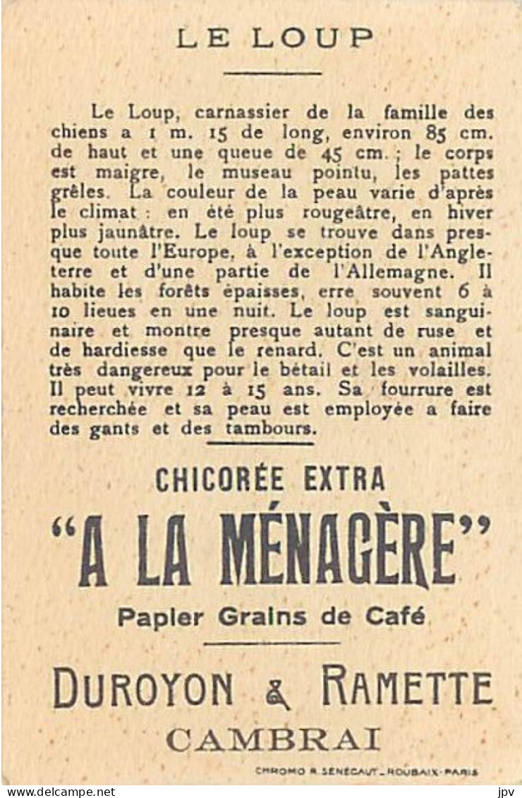 A LA MENAGERE. CAMBRAI. CHROMO CHICOREE. LE LOUP. - Thé & Café
