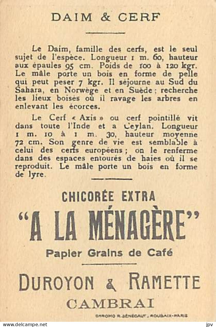 A LA MENAGERE. CAMBRAI. CHROMO CHICOREE. DAIM ET CERF. - Tea & Coffee Manufacturers
