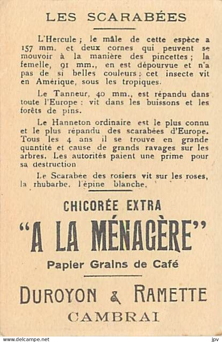 A LA MENAGERE. CAMBRAI. CHROMO CHICOREE. LES SCARABEES. L'HERCULE, HANNETON, TANNEUR, ETC... - Tea & Coffee Manufacturers