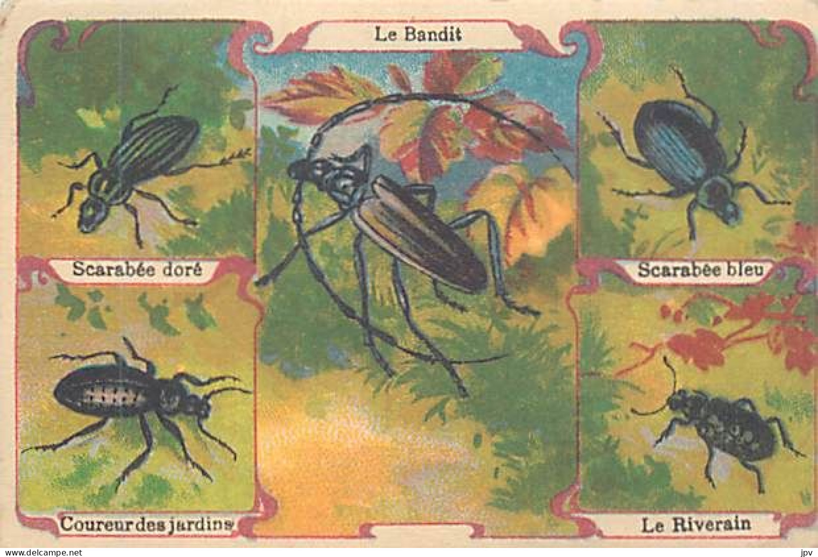 A LA MENAGERE. CAMBRAI. CHROMO CHICOREE. LES SCARABEES. DORE, BLEU, COUREUR DES JARDINS, RIVERIN. - Thé & Café