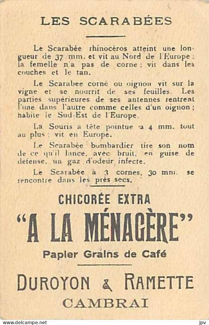 A LA MENAGERE. CAMBRAI. CHROMO CHICOREE. LES SCARABEES. RHINOCEROS, CORNE, BOMBARDIER, ETC... - Tea & Coffee Manufacturers