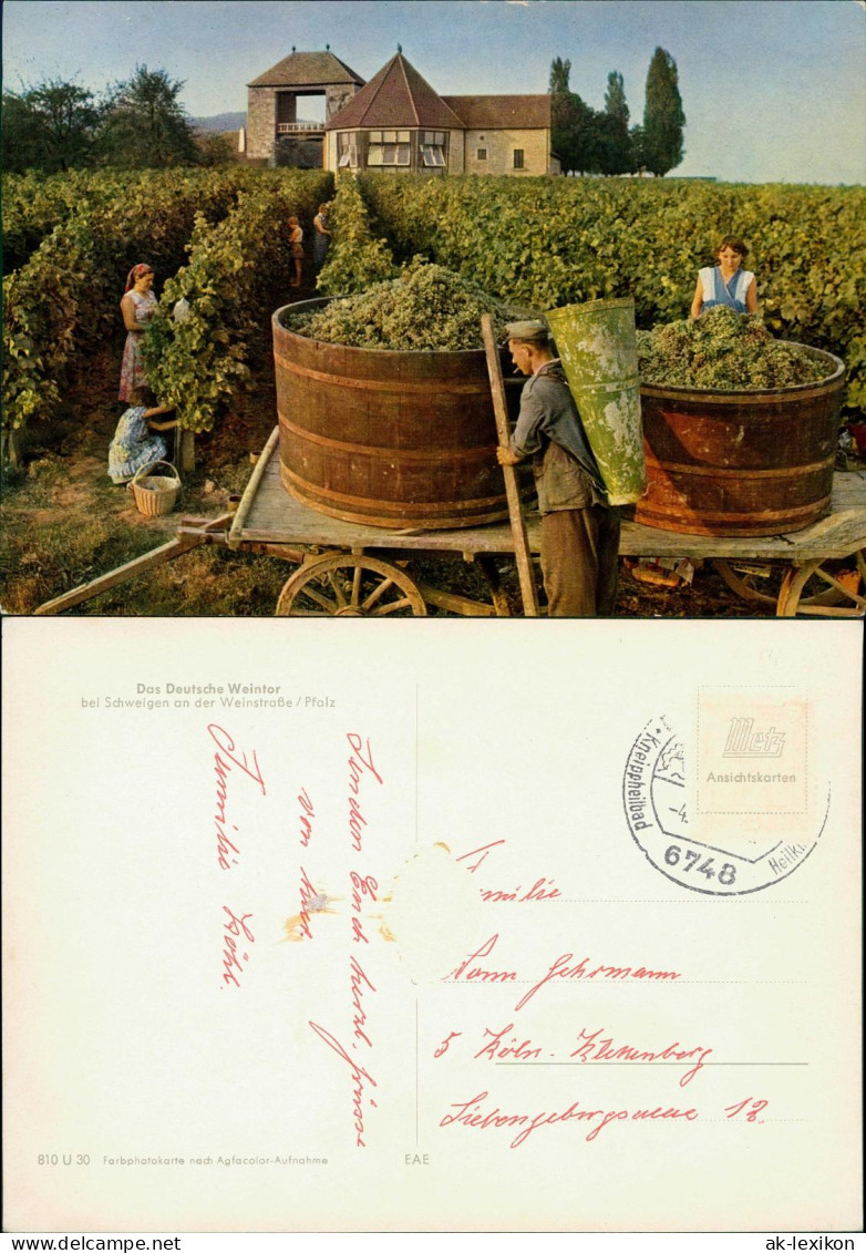 Schweigen-Rechtenbach Deutsches Weintor, Winzer Trauben-Ernte Weinberge 1960 - Autres & Non Classés