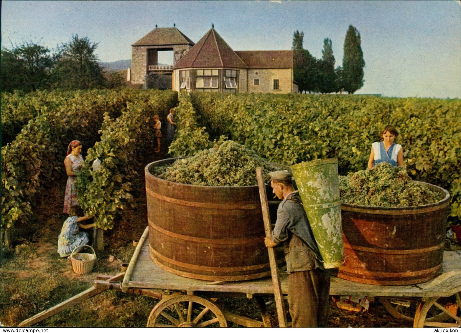 Schweigen-Rechtenbach Deutsches Weintor, Winzer Trauben-Ernte Weinberge 1960 - Sonstige & Ohne Zuordnung