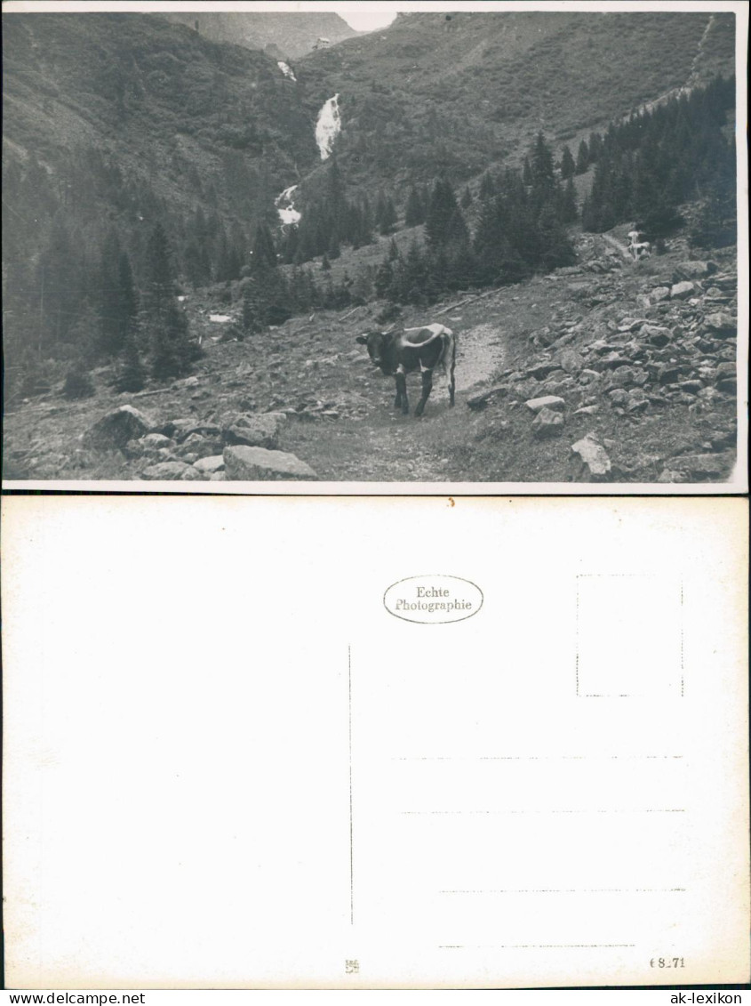 Foto  Kuh Auf Almweg Im Hochgebirge - Fotokarte 1934 Privatfoto - A Identificar