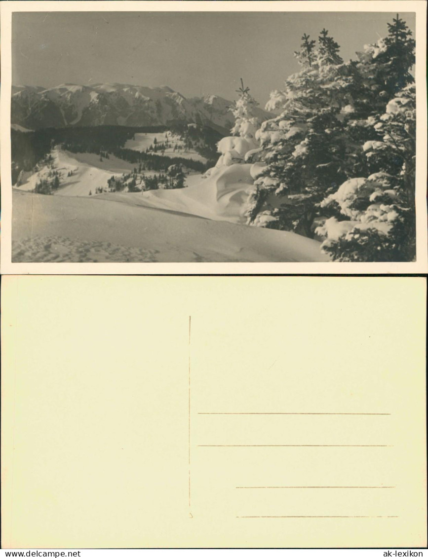 Winter Im Hochgebirge - Tannen - Schnee Stimmungsbild 1932 Privatfoto - Ohne Zuordnung