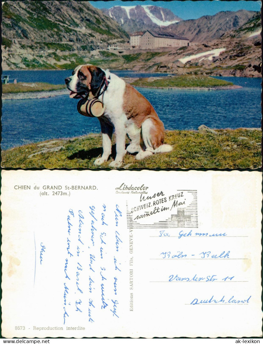 Ansichtskarte .Schweiz CHIEN Du GRAND St-BERNARD; Hund (Dog) 1960 - Sonstige & Ohne Zuordnung