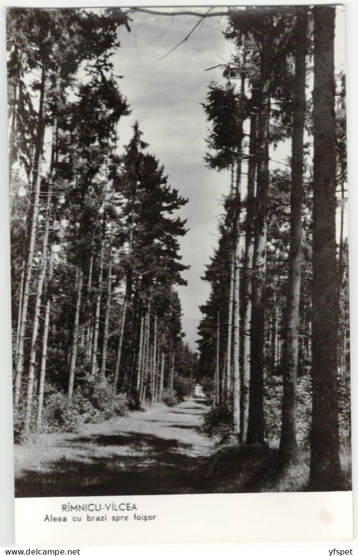 Rîmnicu-Vîlcea - The Firtree Alley To The Pavilion - Roumanie