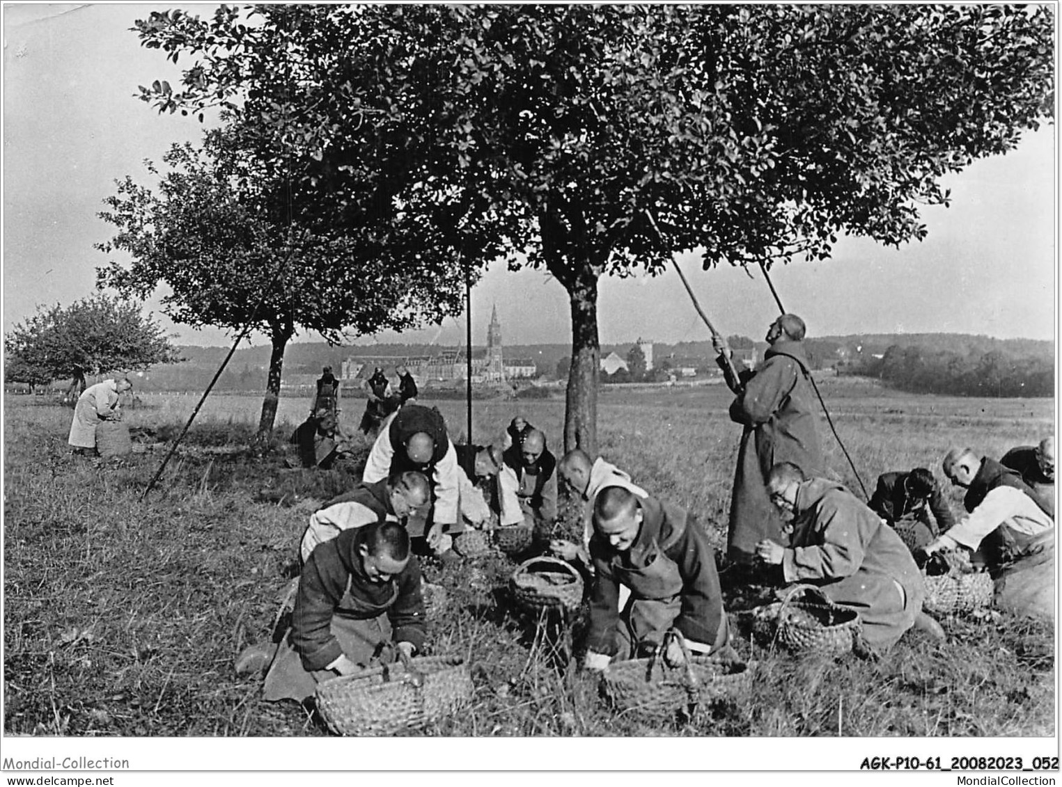 AGKP10-0837-61 - ABBAYE DE LA GRANDE TRAPPE - SOULIGNY-LA-TRAPPE - Travail Communautaire - Ramassage Des Pommes  - Andere & Zonder Classificatie