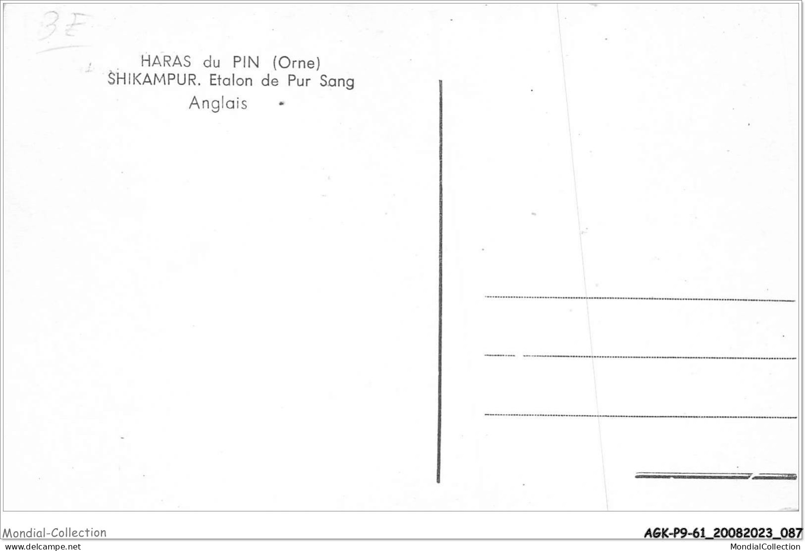 AGKP9-0777-61 - HARAS DU PIN - Shikampur - Etalon De Pur Sang - Anglais  - Sonstige & Ohne Zuordnung