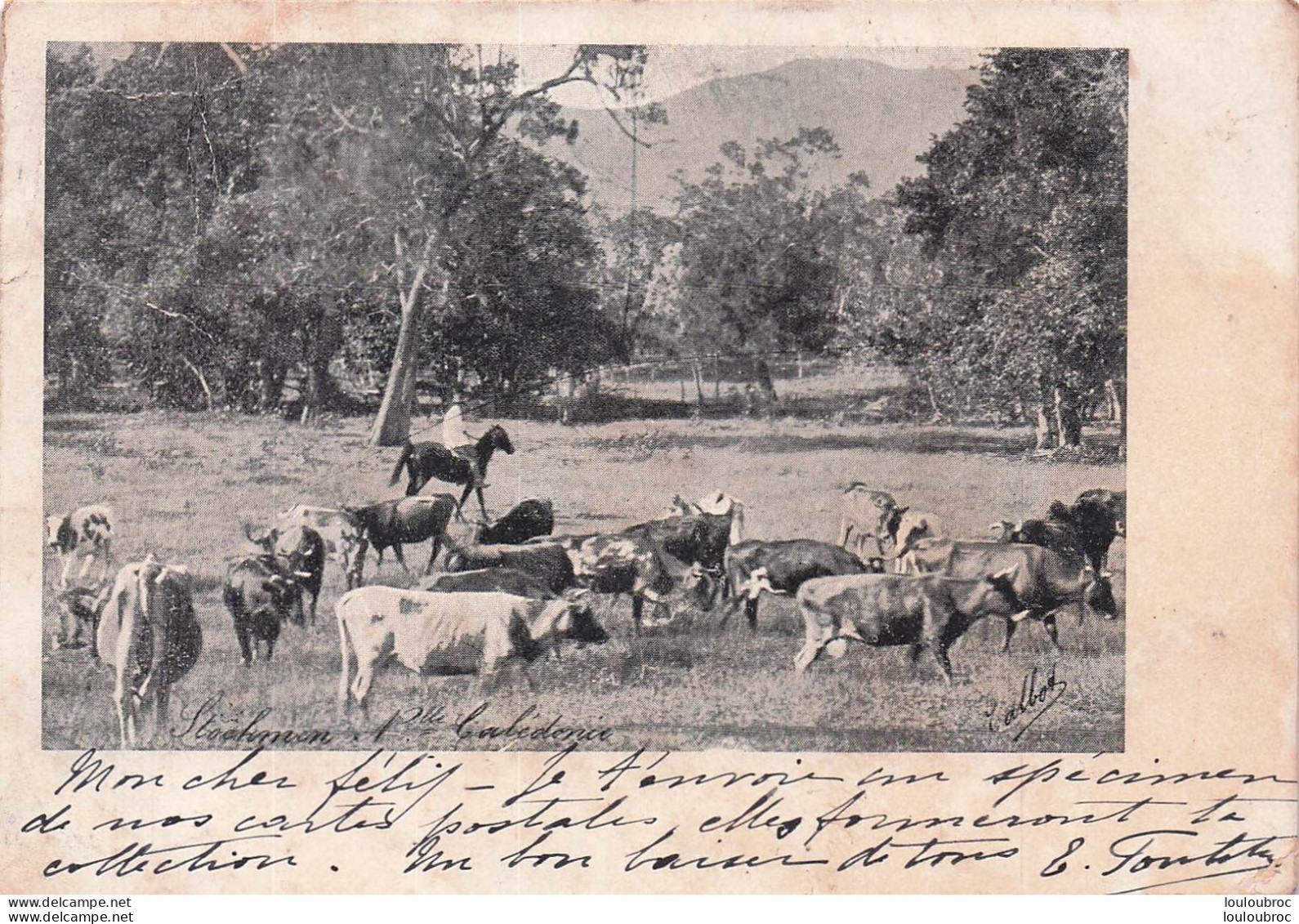 NOUVELLE CALEDONIE STOCKMAN ET TROUPEAU 1903 - Nouvelle Calédonie