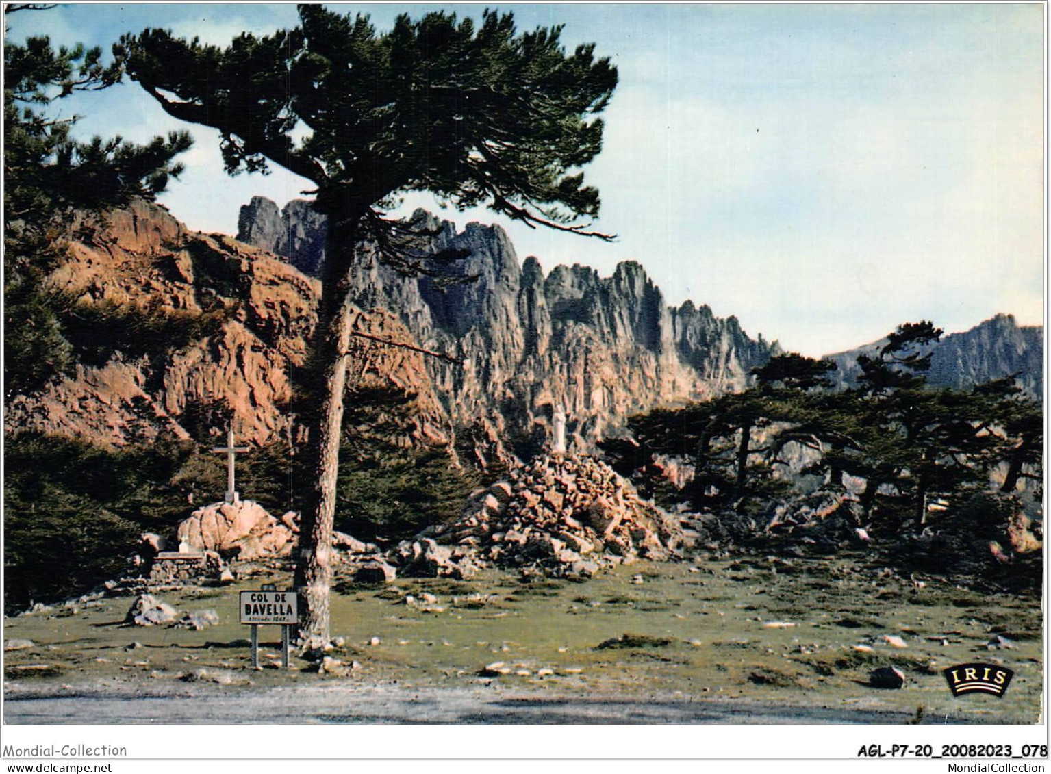 AGLP7-0490-20 - Des Arbres Echeveles Par Le Vent - Ajaccio