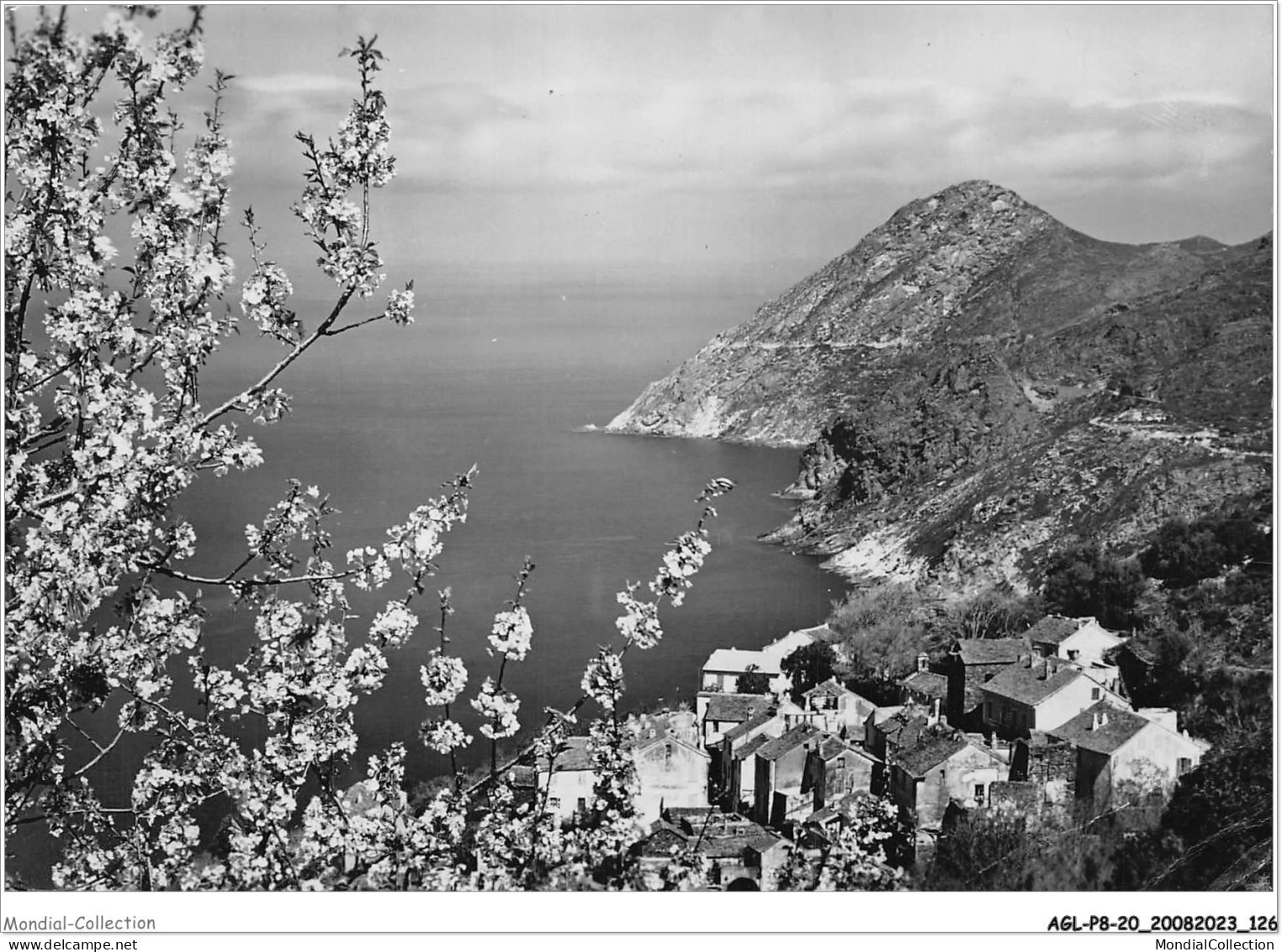 AGLP8-0587-20 - CANARI - Printemps Dans Le Cap Corse - Bastia