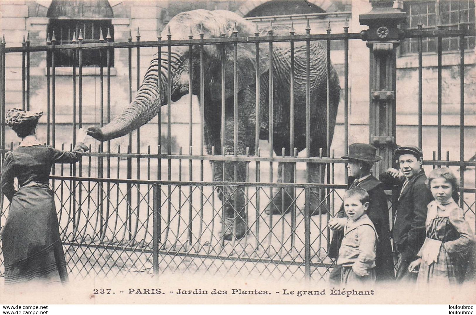 PARIS JARDIN DES PLANTES LE GRAND ELEPHANT - Parken, Tuinen