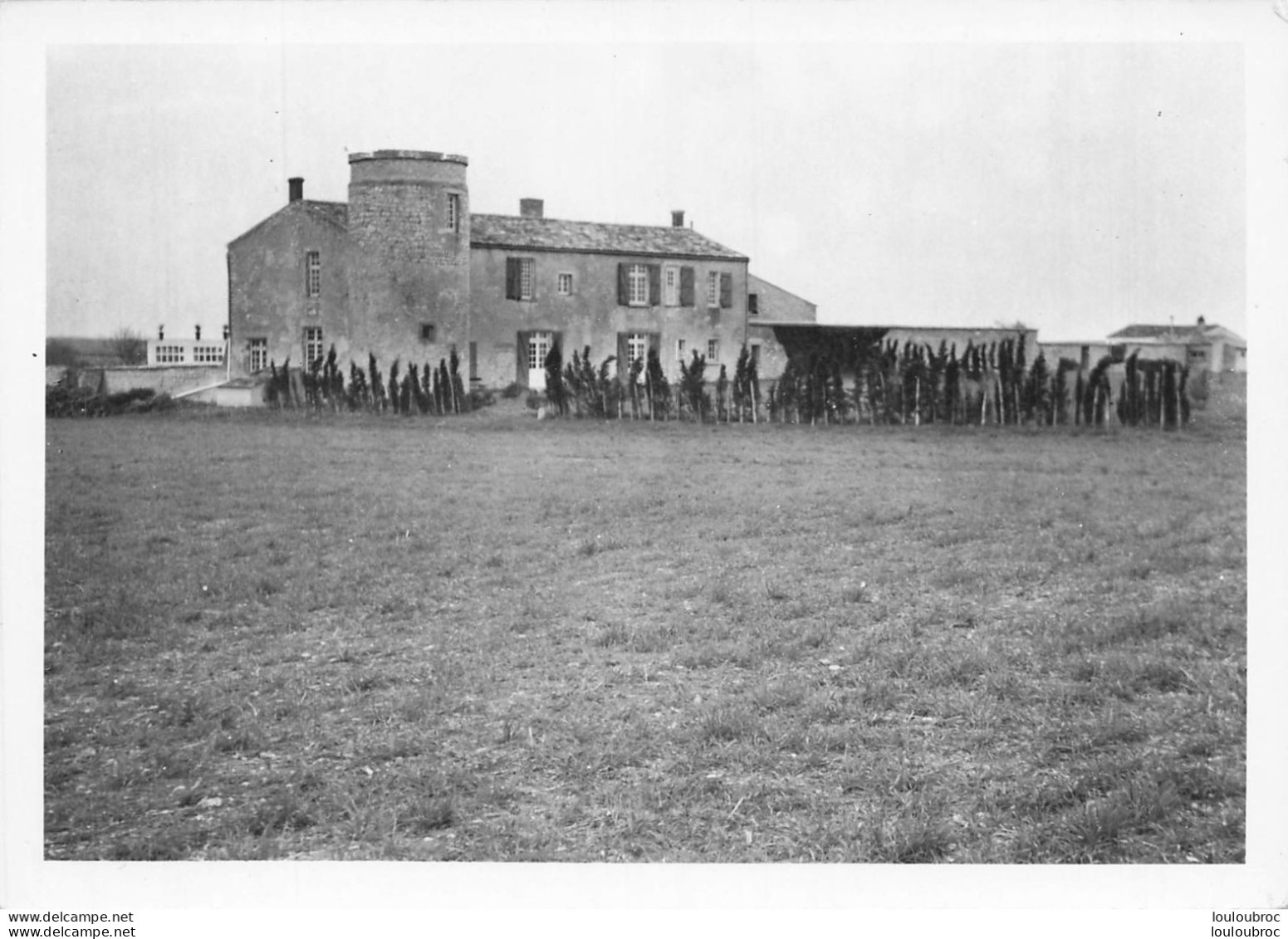 NIEUL SUR MER LA PREE AUX BOEUFS CARTE PHOTO GD FORMAT - Altri & Non Classificati