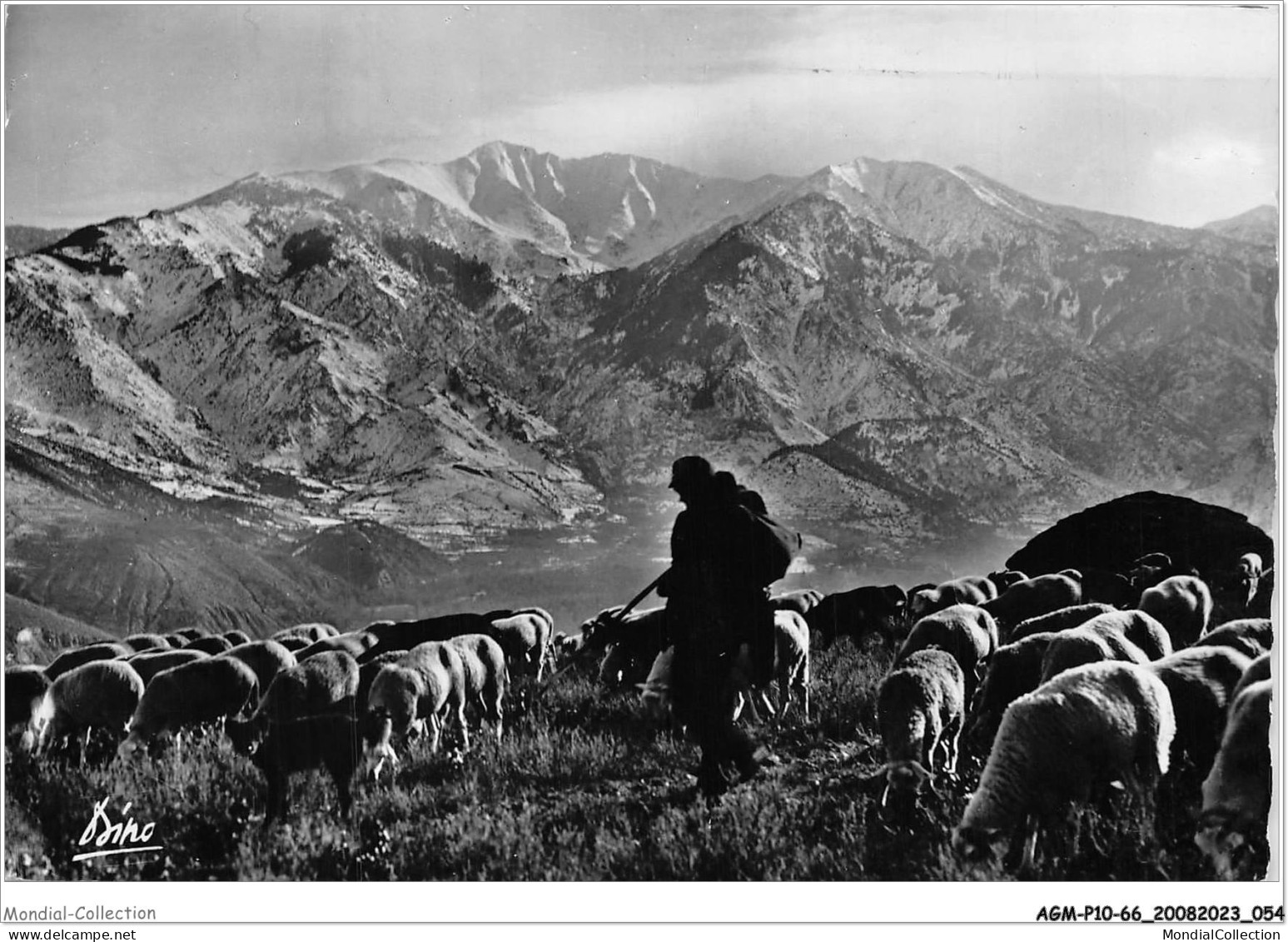 AGMP10-0697-66 - En ROUSSILLON - Région Du Conflent - Paturages Dans La Vallée De Vernet-les-bains  - Sonstige & Ohne Zuordnung