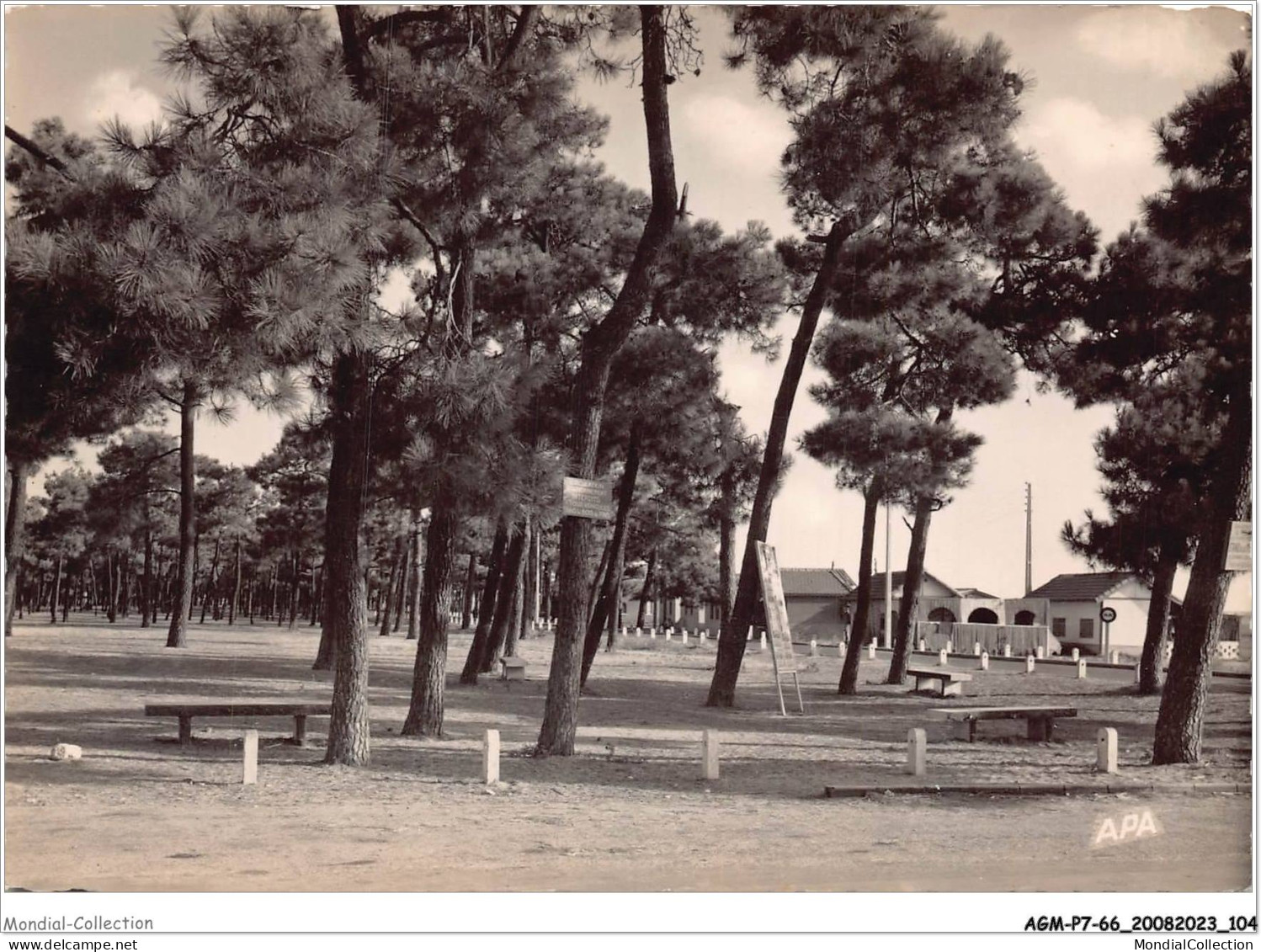 AGMP7-0549-66 - ARGELES-SUR-MER - La Foret De Pins Au Bord De La Plage  - Argeles Sur Mer